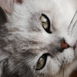 יש לכם חתול? בלי פאניקה, אבל מומחים לבריאות הציבור מציעים לשמור על עירנות